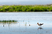 American Avocet Feeding