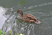 Meller's Duck