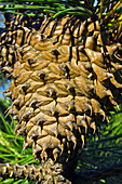 Table Mountain Pine Cone