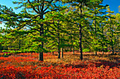 Pitch Pine Heath Barren