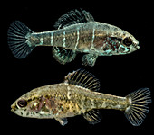Critically Endangered Spring Pygmy Sunfish