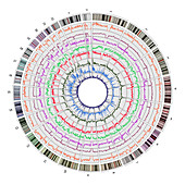 Circos, Circular Genome Map, Human
