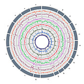 Circos, Circular Genome Map, Macaque