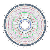 Circos, Circular Genome Map, Horse