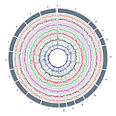 Circos, Circular Genome Map, Pig