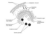 Secretory Granules and Golgi Apparatus, Illustration