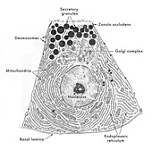 Pancreatic Acinar Cell, Illustration