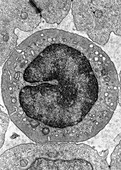 Thrombocyte Cell Structure TEM