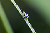 Spotted Cucumber Beetle