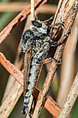 Gisnt Robber Fly