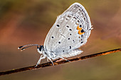 Eastern Tailed-Blue