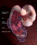 Embryo, Week 7