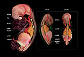 Embryo Anatomy, Week 10