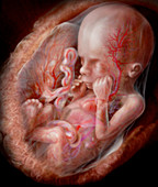 Fetus, Week 24