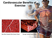 Cardiovascular Benefits of Exercise