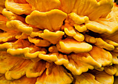 Sulfur Shelf Fungus,