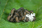 Harlequin ladybird larvae