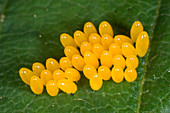 Harlequin ladybird eggs
