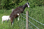 Goat on a fence