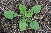 Nipplewort