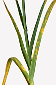 Leek rust