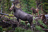 A cow and baby moose (Alces alces) pause