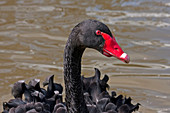 Black Swan close-up