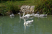 A family of Bewick Swans