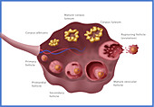 Ovarian Follicles, Illustration