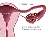 Ovarian Follicles, Menstruation, Illustration