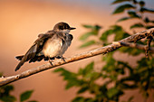 Eastern kingbird, Tyrannus tyrannus