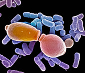 E. coli and Candida albicans, SEM