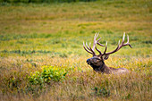Bull Elk (Cervus Canadensis)