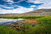 Alkali flat Wetland, Colorado, USA