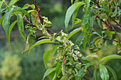 Peach leaf curl