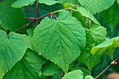 Small-leaved linden leaf