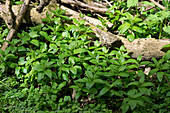 Dog's mercury in spring