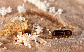 Redbay Ambrosia Beetle