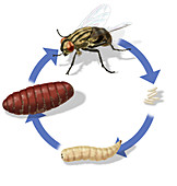 Life Cycle of House Fly, Illustration