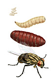 Life Stages of a House Fly, Illustration