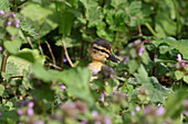 A young Mallard duckling