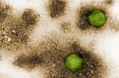 Canine Adenovirus-2, TEM