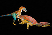 Deinonychus and Tenontosaurus fighting