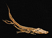 Borealosuchus crocodile fossil