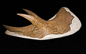 Skull of a young adult Triceratops