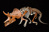 Triceratops juvenile