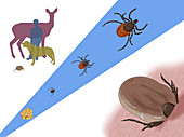 Life Stages of a Black-legged Tick, Illustration