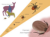 Life Stages of a Black-legged Tick, Illustration