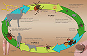 Life Cycle of the Black-legged Tick & Lyme, Illustration