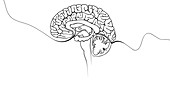 Brain, Conceptual Illustration